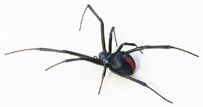 Redback spider showing the red stripe on its black abdomen