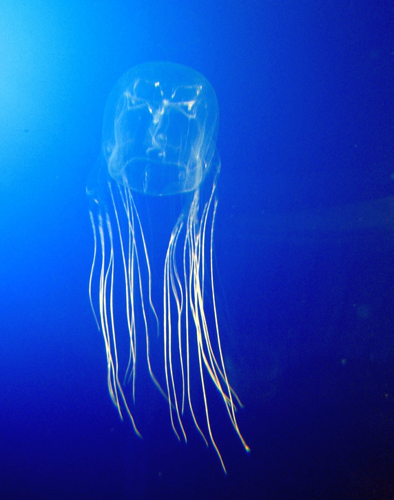 Box jellyfish with a translucent cube-shaped bell and long trailing tentacles