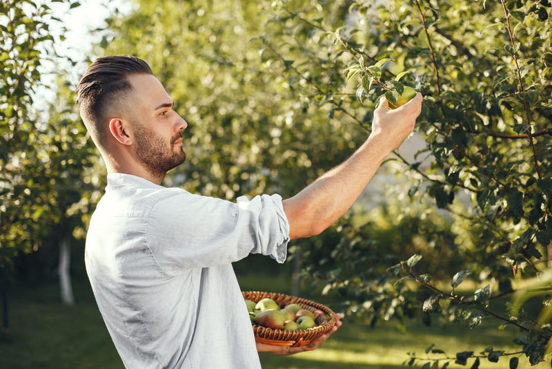Young man picking green apples from a tree in a sunny orchard holding a basket