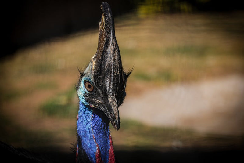 cassowary bird Daintree rainforest Queensland Australia