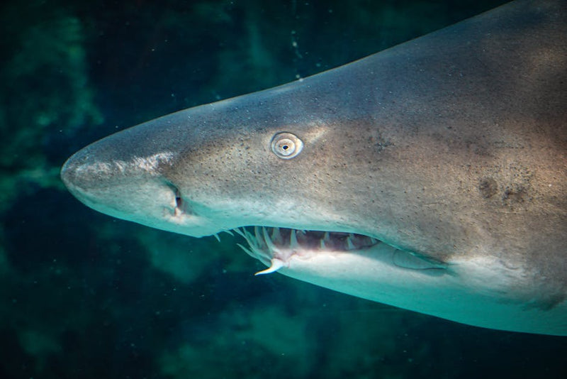 Shark swimming underwater with its mouth open showing teeth