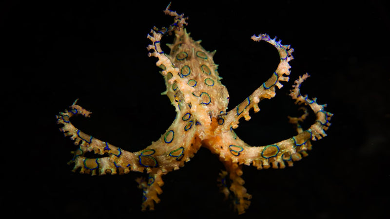 Blue-ringed octopus displaying its bright blue rings underwater