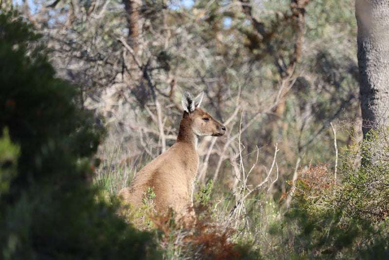 Kangaroo standing in the Australian bush