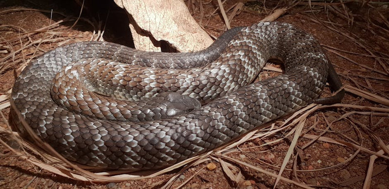 Large venomous Australian snake coiled on the ground