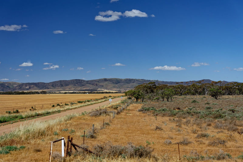 empty paved road cutting through dry golden farmland under a clear sky