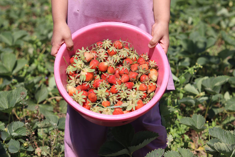 person picking ripe strawberries into a bucket in a green field