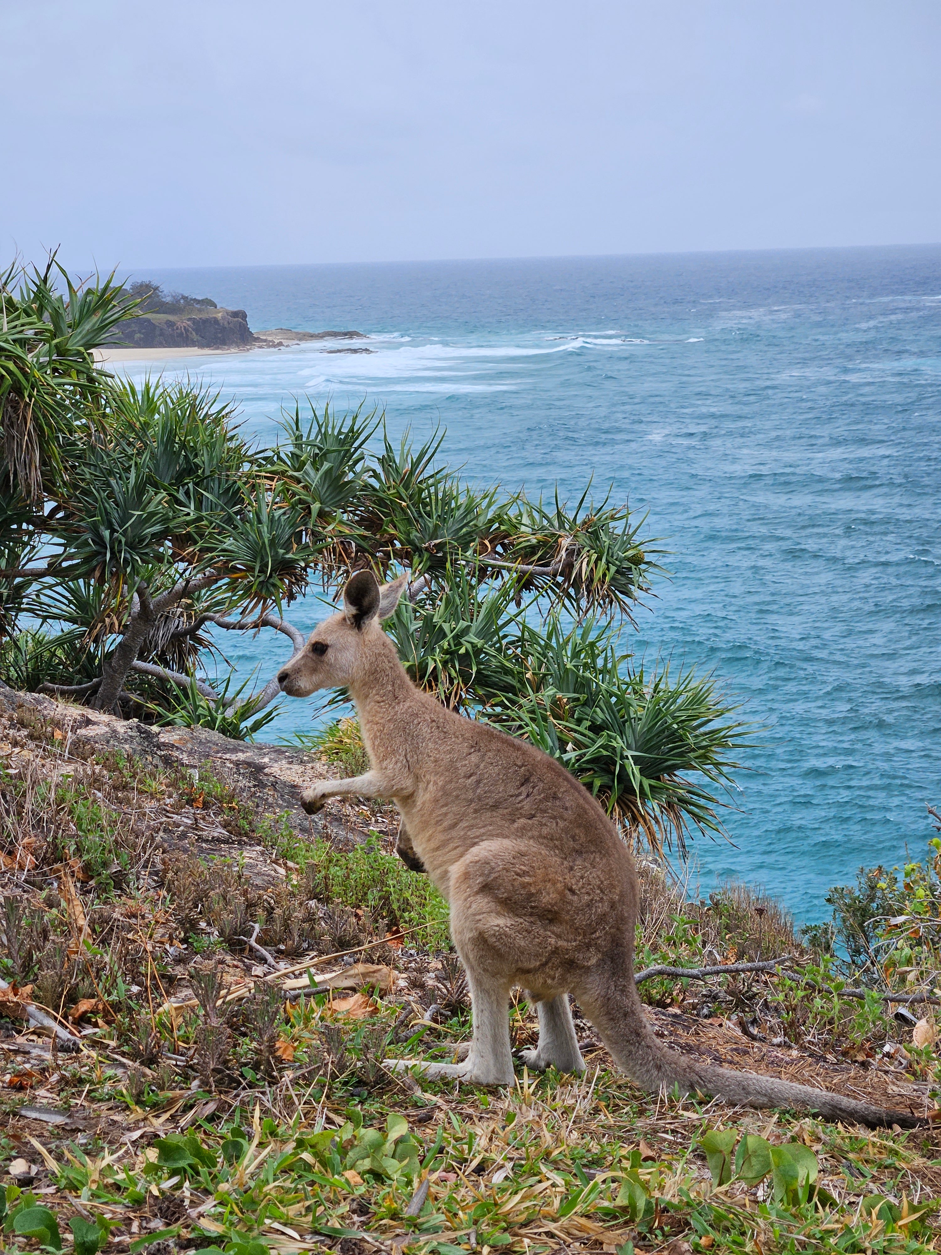 kangaroo_a30c6ae1-aaec-4205-906e-885e8982c839.jpg